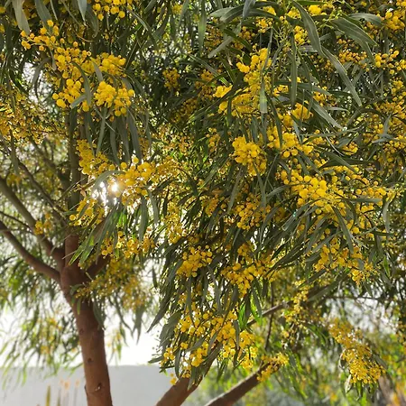 Orange House, Surf&yoga Prázdninový dům Lajares